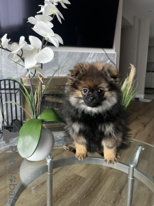 Photo №2 to announcement № 39696 for the sale of pomeranian - buy in United States private announcement