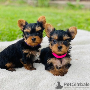 Photo №1. yorkshire terrier - for sale in the city of Siófok | negotiated | Announcement № 58243