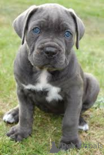 Photo №2 to announcement № 160786 for the sale of cane corso - buy in Netherlands breeder