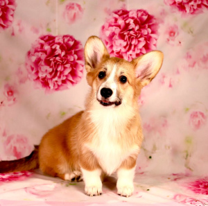 Photo №2 to announcement № 6352 for the sale of welsh corgi - buy in Russian Federation from nursery