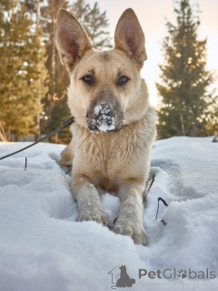 Photo №4. I will sell non-pedigree dogs in the city of Москва.  - price - Is free