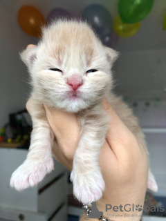 Photo №3. Healthy cute adorable and socialized Maine coon kittens available. Germany