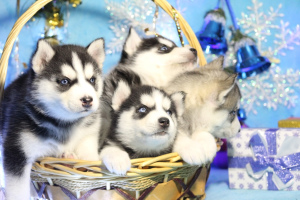 Photo №1. siberian husky - for sale in the city of  | Negotiated | Announcement № 4443
