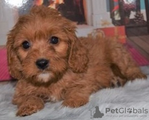 Photo №1. labradoodle - for sale in the city of Derendingen | 332$ | Announcement № 18768