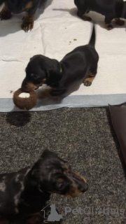 Photo №1. dachshund - for sale in the city of Амстердам | 423$ | Announcement № 96589