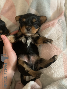 Photo №4. I will sell yorkshire terrier in the city of Balashikha. private announcement - price - 234$