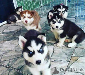 Photo №1. siberian husky - for sale in the city of Celje | negotiated | Announcement № 175783