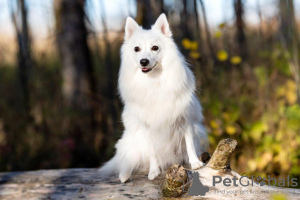 Additional photos: Japanese Spitz puppies