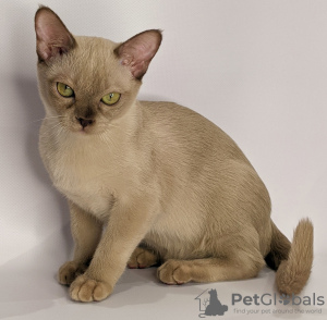 Photo №1. burmese cat - for sale in the city of Krasnodar | 391$ | Announcement № 35411