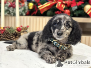 Photo №4. I will sell dachshund in the city of Bellinzona. private announcement - price - 600$