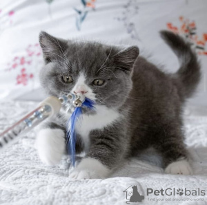 Photo №1. british shorthair - for sale in the city of Berlin | 317$ | Announcement № 101718