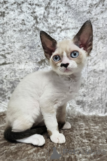 Photo №1. devon rex - for sale in the city of Port Melbourne | 2900$ | Announcement № 176607