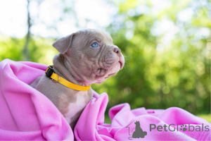 Photo №1. non-pedigree dogs - for sale in the city of Tallinn | negotiated | Announcement № 144517