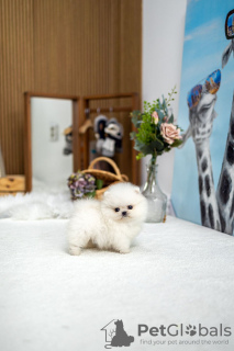 Photo №2 to announcement № 102145 for the sale of pomeranian - buy in Israel breeder