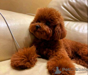 Additional photos: Toy Poodle puppies