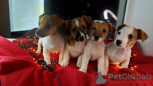 Photo №3. Jack Russell Terrier puppies. Ukraine