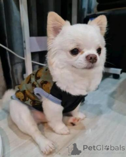 Photo №1. chihuahua - for sale in the city of Dusseldorf | negotiated | Announcement № 163829