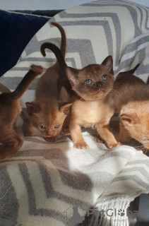 Photo №1. burmese cat - for sale in the city of Forssa | Is free | Announcement № 128448