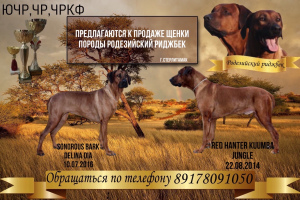 Photo №1. rhodesian ridgeback - for sale in the city of Стерлитамак | Negotiated | Announcement № 4393