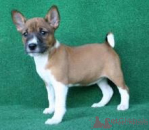 Photo №1. basenji - for sale in the city of Amsterdam | negotiated | Announcement № 172270