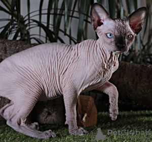 Photo №2 to announcement № 17602 for the sale of sphynx-katze - buy in Ukraine from nursery, breeder