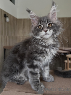 Photo №1. maine coon - for sale in the city of Poznan | negotiated | Announcement № 169334
