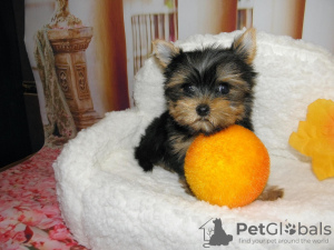 Photo №1. yorkshire terrier - for sale in the city of Москва | 230$ | Announcement № 13256