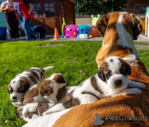 Photo №1. st. bernard - for sale in the city of Espoo | 774$ | Announcement № 160462