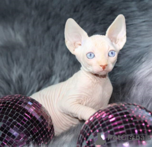 Photo №2 to announcement № 64743 for the sale of sphynx cat - buy in Russian Federation breeder