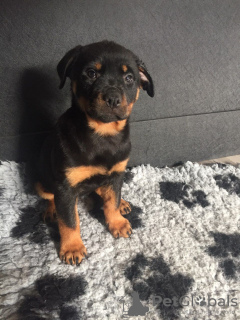 Photo №3. Rottweiler puppies. Germany