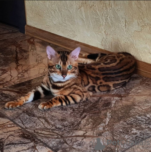 Photo №1. bengal cat - for sale in the city of Москва | 1800$ | Announcement № 10036