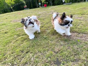 Photo №2 to announcement № 167160 for the sale of shih tzu - buy in Estonia 
