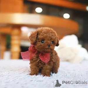 Photo №2 to announcement № 154338 for the sale of maltese dog - buy in United States breeder