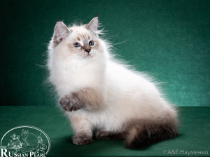Photo №2 to announcement № 4045 for the sale of neva masquerade - buy in Russian Federation from nursery, breeder