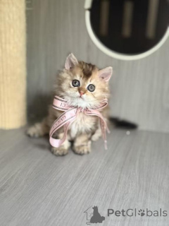Photo №1. selkirk rex shorthair - for sale in the city of Gladbeck | 361$ | Announcement № 177975