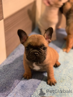 Photo №3. French Bulldog Od kuce don. Serbia