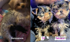 Photo №1. yorkshire terrier - for sale in the city of Ивердон-ле-Бен | negotiated | Announcement № 90706