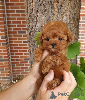 Photo №1. poodle (toy) - for sale in the city of Porto | negotiated | Announcement № 175349