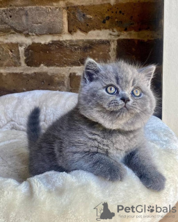 Photo №1. british shorthair - for sale in the city of Антверпен | Is free | Announcement № 116703