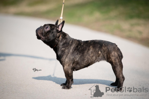 Additional photos: French bulldog for sale, female