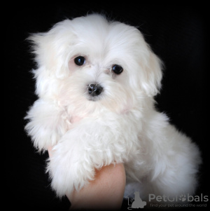 Photo №1. maltese dog - for sale in the city of Штутгарт | 275$ | Announcement № 101202