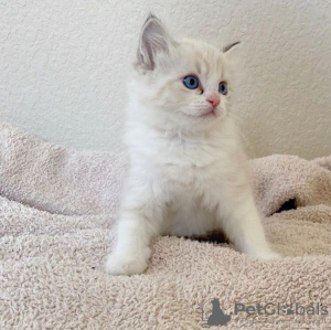 Photo №2 to announcement № 108604 for the sale of ragdoll - buy in United States private announcement