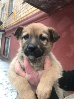 Photo №2 to announcement № 4440 for the sale of non-pedigree dogs - buy in Russian Federation private announcement