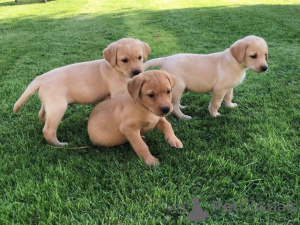 Photo №1. labrador retriever - for sale in the city of LègStrup | negotiated | Announcement № 169971
