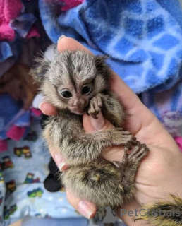 Photo №3. 3 Marmoset monkeys available delivery shipping worldwide. France