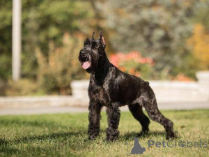 Photo №3. Pure breed Giant schnauzer puppies for Re homing. Andorra