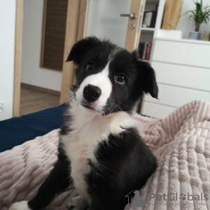 Photo №2 to announcement № 78830 for the sale of border collie - buy in Sweden private announcement
