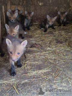 Additional photos: Puppies of Ognevka