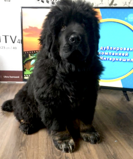 Photo №4. I will sell tibetan mastiff in the city of Tula. from nursery, breeder - price - negotiated