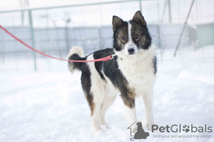 Photo №3. Wonderful dog Hanik is looking for a home!. Russian Federation